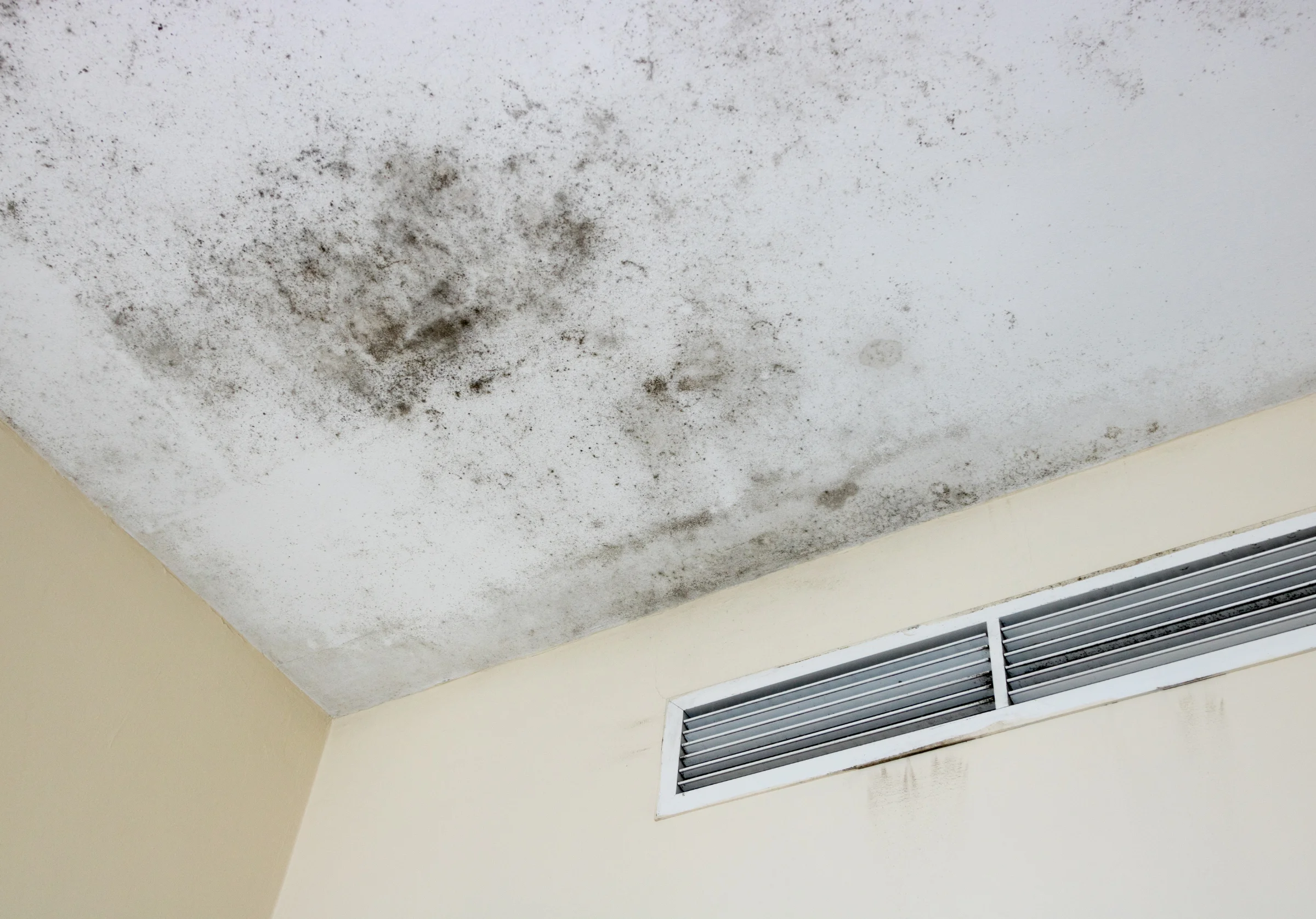 Mold Remediation commercial property managers commercial property managers